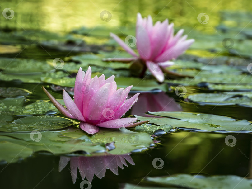 Скачать Две розовые водяные лилии "Marliacea Rosea" фотосток Ozero
