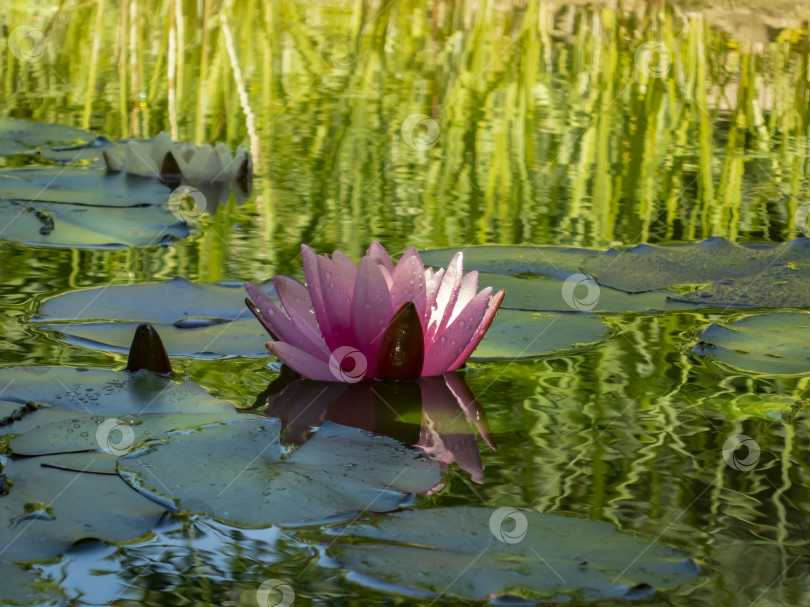 Скачать Красивая водяная лилия или цветок лотоса Marliacea Rosea с нежными лепестками раскрывается в пруду на фоне темных листьев. фотосток Ozero