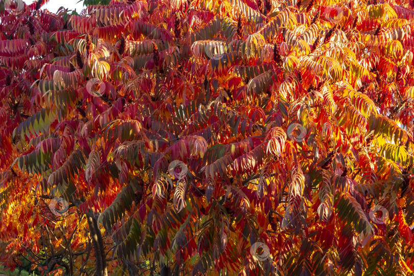 Скачать Осенние краски Rhus typhina (сумаха рогатого, Anacardiaceae). Красные, оранжевые, желтые и зеленые листья сумаха. фотосток Ozero