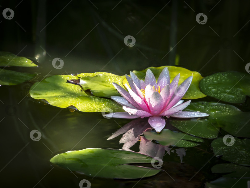 Скачать Розовая водяная лилия 'Marliacea Rosea' в красивом пруду фотосток Ozero