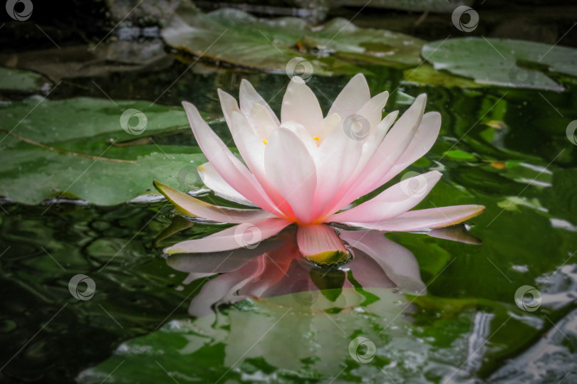 Скачать Розовая водяная лилия Marliacea Rosea или цветок лотоса на фоне зеленых листьев и старых камней, черной воды пруда. фотосток Ozero