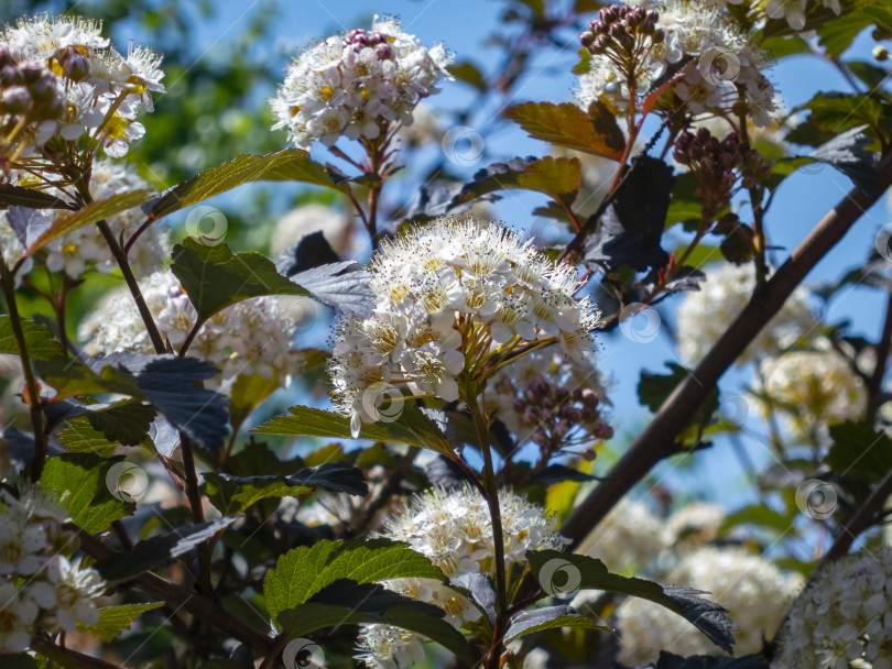 Скачать Крупный план белых цветов Physocarpus opulifolius diabolo или девятилистника с фиолетовыми листьями на темно-синем фоне. фотосток Ozero