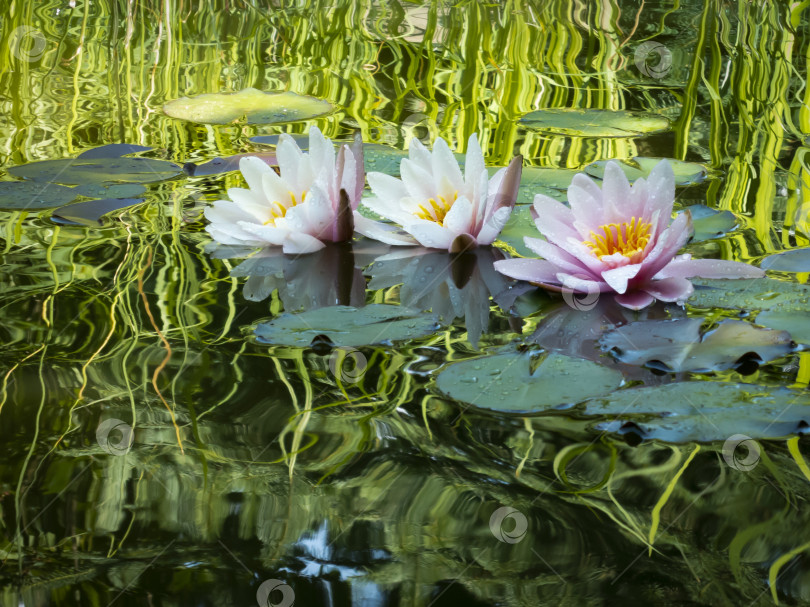 Скачать Три водяные лилии "Marliacea Rosea" с розовыми лепестками. Нимфы в пруду на фоне темно-зеленых листьев. Они покрыты каплями воды. фотосток Ozero