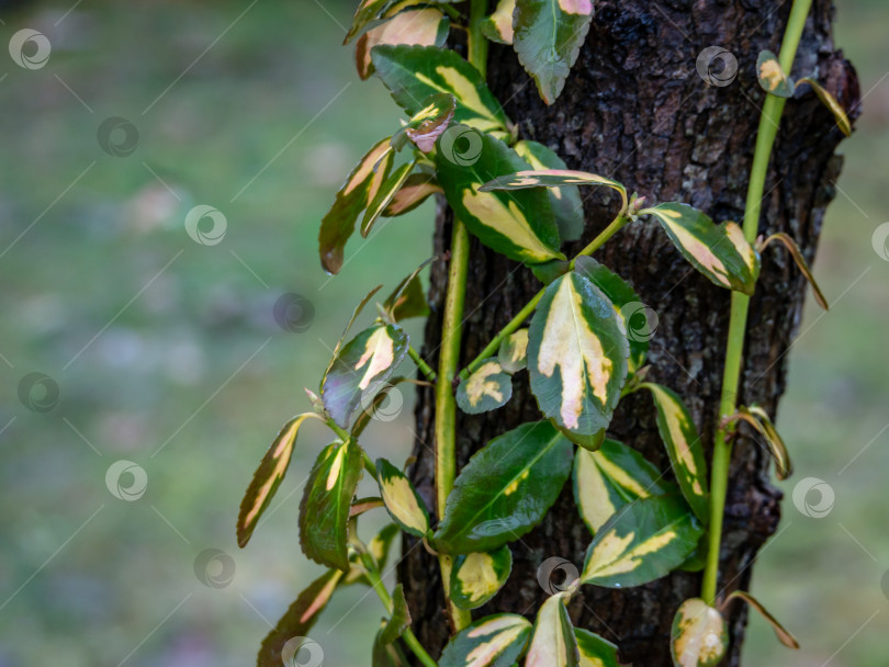 Скачать Euonymus fortunei Interbolwi, или веретено фортуны, зимнее ползучее растение с мокрыми зелено-белыми листьями, взбирающееся по дереву на размытом зеленом с коричневым фоне. Выборочный фокус. Естественный дизайн, место для текста. фотосток Ozero