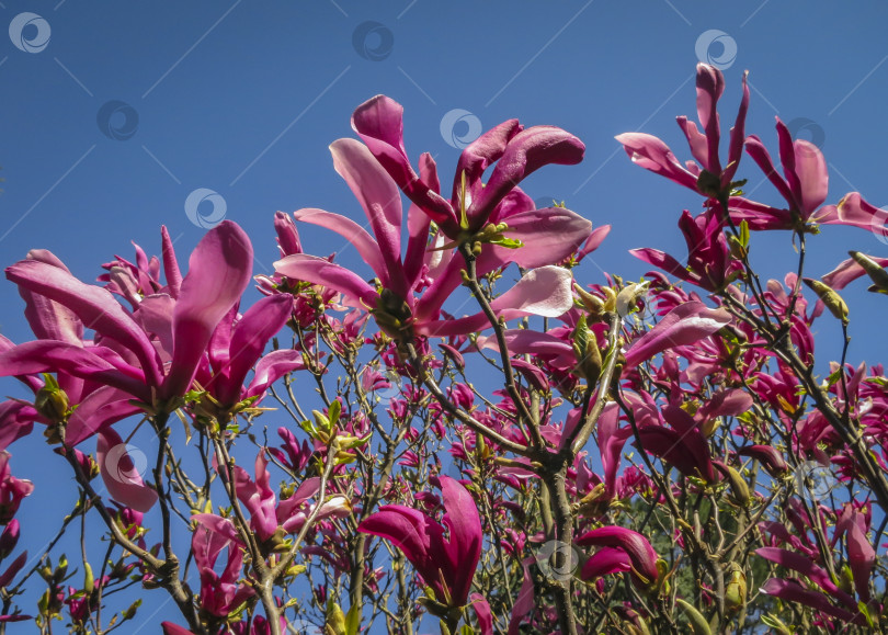 Скачать Множество крупных розовых цветов и бутонов магнолии Сьюзен (Magnolia liliiflora x Magnolia stellata) в ясный солнечный день. фотосток Ozero