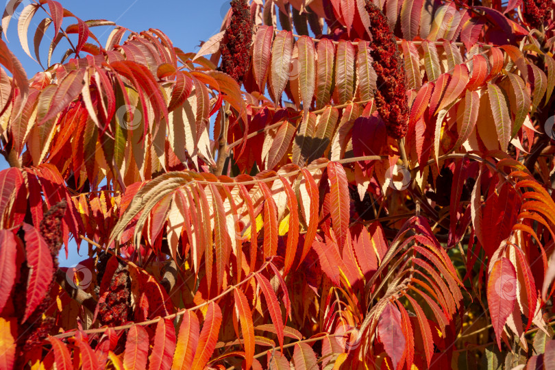 Скачать Осенние краски Rhus typhina (сумаха рогатого, Anacardiaceae). Красные, оранжевые, желтые и зеленые листья сумаха. фотосток Ozero