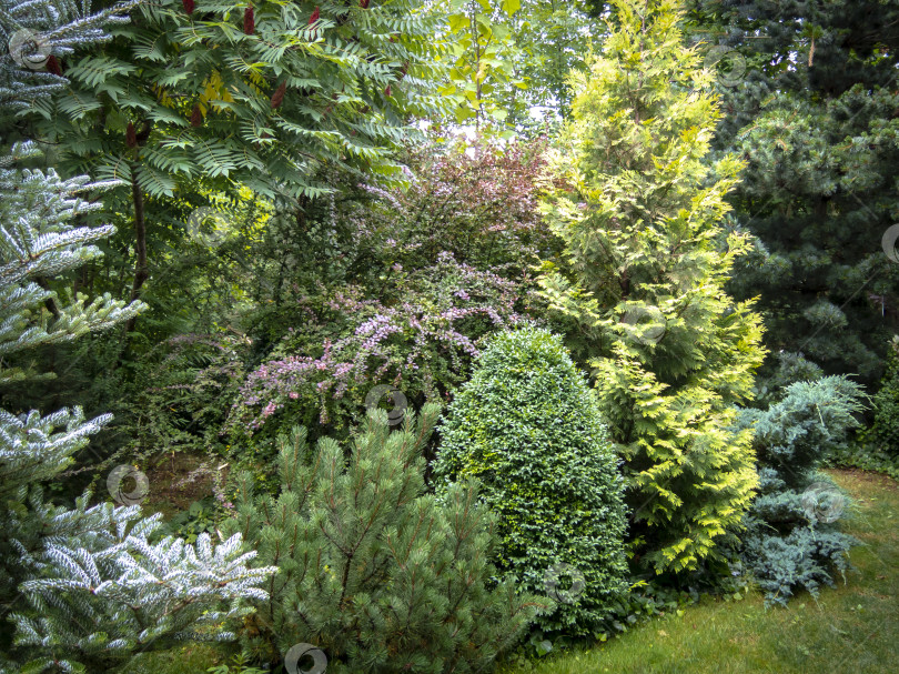 Скачать Оригинальный фон из смешанных вечнозеленых растений Buxus sempervirens, Pinus mugo Pumilio, можжевельника чешуйчатого "Голубой ковер", туи западной "Желтая лента", сосны обыкновенной "Главка". фотосток Ozero