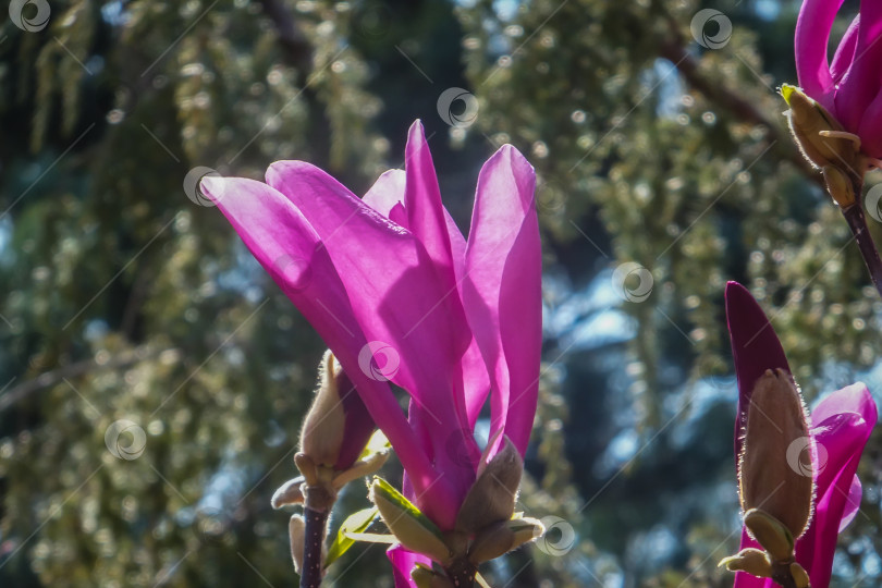 Скачать Крупные розовые цветы магнолии Сьюзен (Magnolia liliiflora x Magnolia stellata) в ясный солнечный день. фотосток Ozero