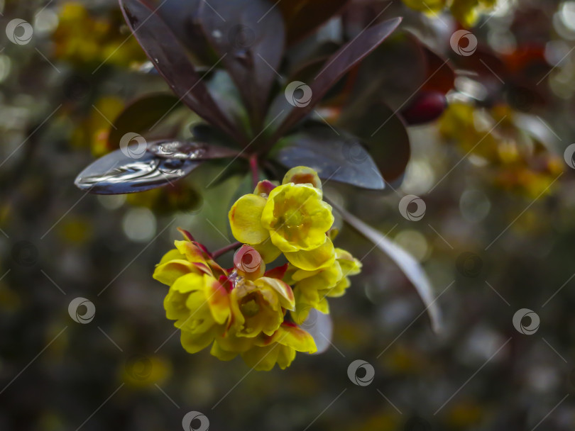 Скачать Цветение барбариса. Красивые желтые мелкие цветы Berberis thunbergii Atropurpurea на ветвях с фиолетовыми листьями на фоне красивого боке. фотосток Ozero