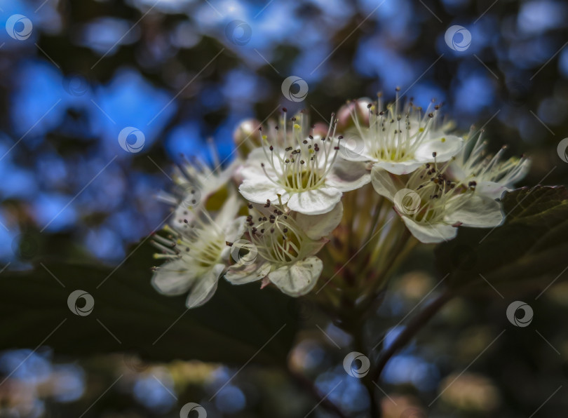 Скачать Крупный план белых цветов Physocarpus opulifolius diabolo или девятилистника с фиолетовыми листьями на фоне синего боке. фотосток Ozero