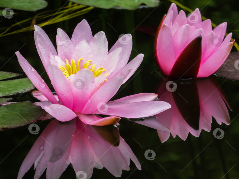 Скачать Крупный план двух розовых кувшинок или цветков лотоса Marliacea Rosea. Нимфеи отражаются в черном пруду. Выборочный фокус. фотосток Ozero