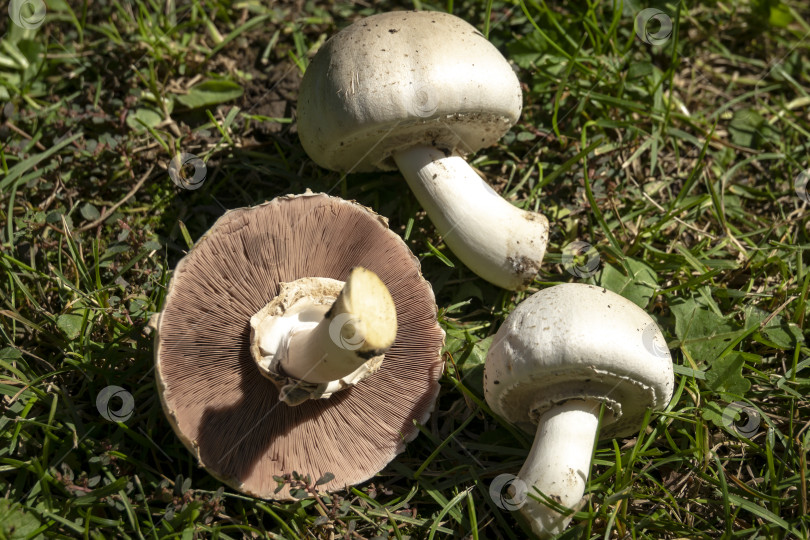 Скачать Очень красивые ядовитые грибы Agaricus Xanthodermus лежат на зеленой траве фотосток Ozero
