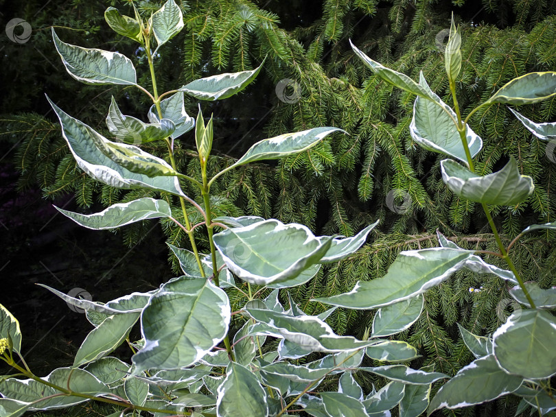 Скачать Зеленые с белой каймой красивые листья кустарника Cornus alba Elegantissima. фотосток Ozero