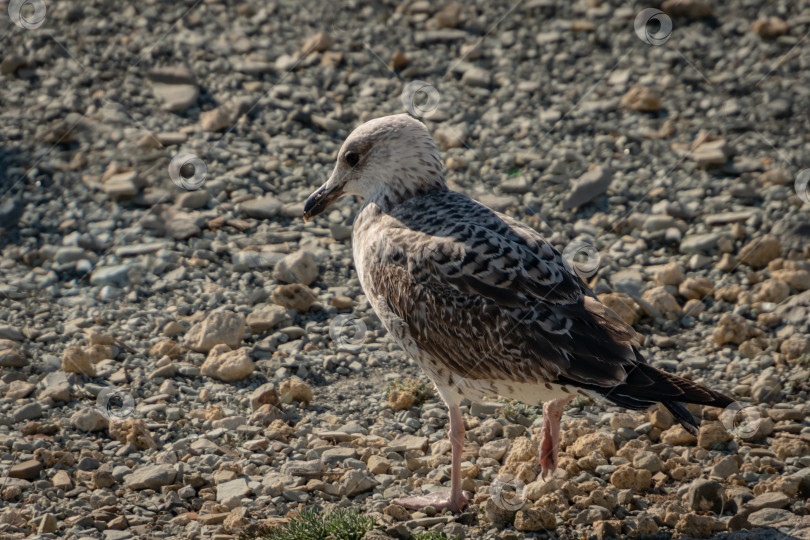 Скачать Молодая чайка Larus marinus стоит на пляже из серой морской гальки. Солнечный осенний день. фотосток Ozero