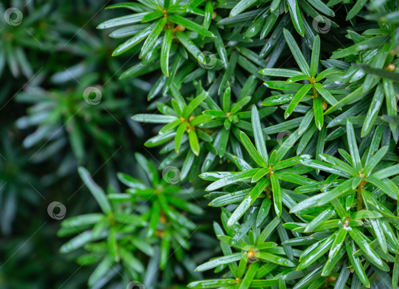 Скачать Вертикальные темно-зеленые с желтыми полосками ветви тиса Taxus baccata Fastigiata Aurea на открытом воздухе в качестве естественного фона. Выборочный фокус. фотосток Ozero