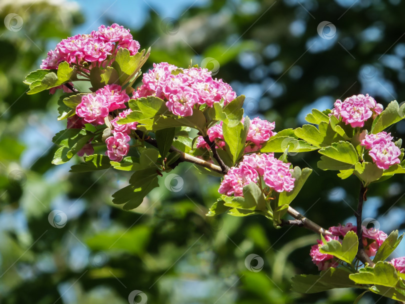Скачать Яркие красивые розовые цветы боярышника Crataegus laevigata на фоне размытого боке. Весеннее макрофотографическое изображение цветущего боярышника. фотосток Ozero