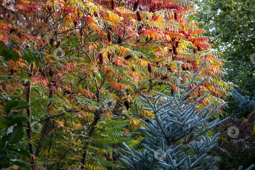 Скачать Осенние краски Rhus typhina (сумаха рогатого, семейства анакардиевых). Красные, оранжевые, желтые и зеленые листья сумаха и голубой ели Abies koreana Silberlocke. фотосток Ozero