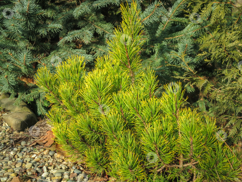 Скачать Золотистый сорт карликовой горной сосны Pinus mugo Ophir в солнечный зимний день фотосток Ozero