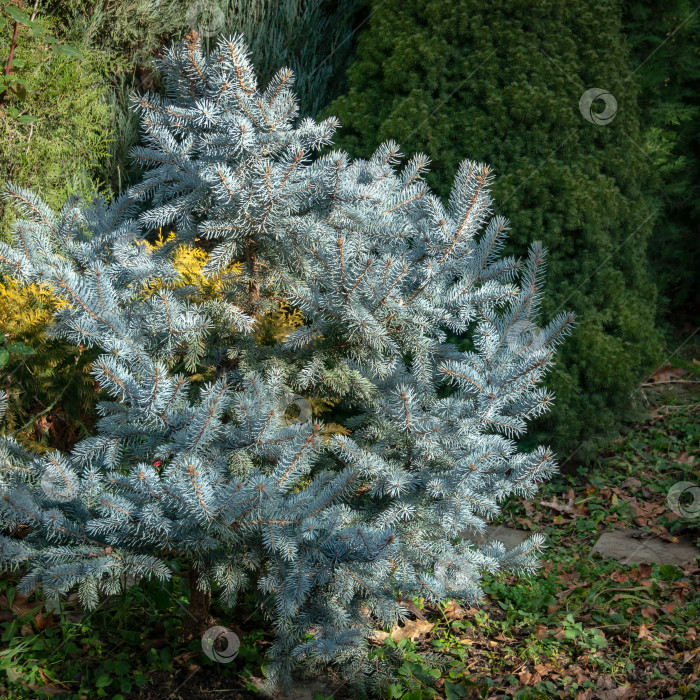 Скачать Серебристо-голубая ель Picea pungens Hoopsii станет украшением любого сада. В сочетании с вечнозелеными растениями и желтой туей смотрится очень эффектно. Выборочный акцент. фотосток Ozero