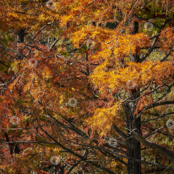 Скачать Красные осенние листья кипариса Taxodium distichum. Селективный подход. Концепция дизайна, основанная на природе фотосток Ozero