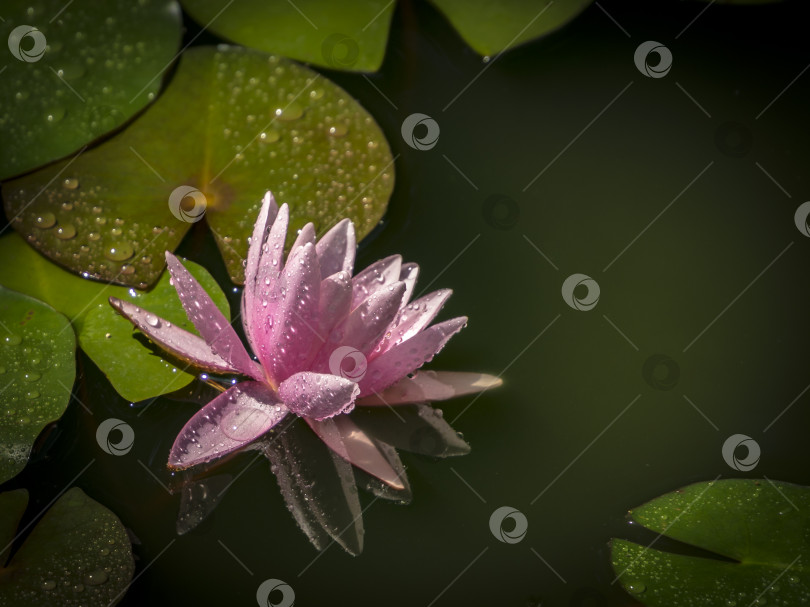 Скачать Кувшинки "Marliacea Rosea" с розовыми лепестками и лягушкой в центре композиции. Нимфеи в пруду на фоне темно-зеленых листьев. Место для вашего текста. фотосток Ozero