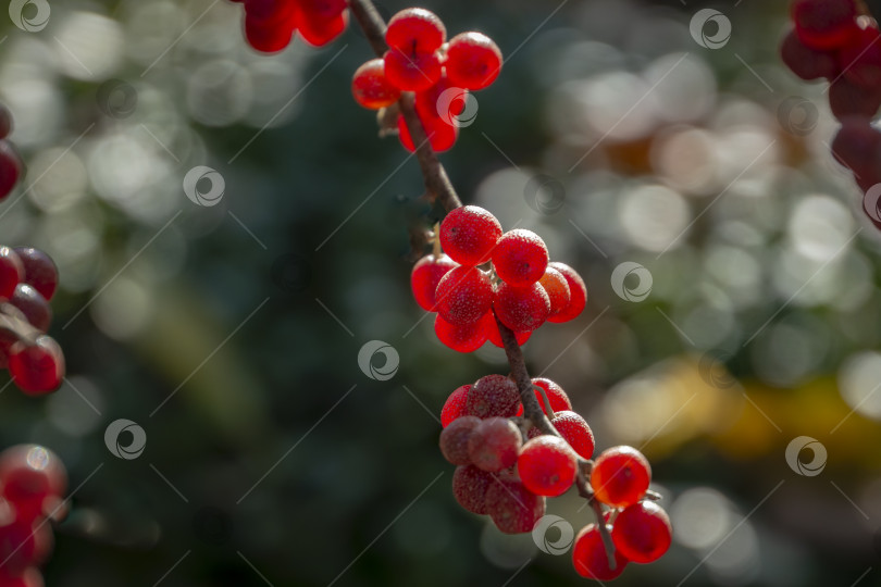Скачать Красные плоды Elaeagnus umbellata на фоне зеленой листвы дерева или кустарника. фотосток Ozero