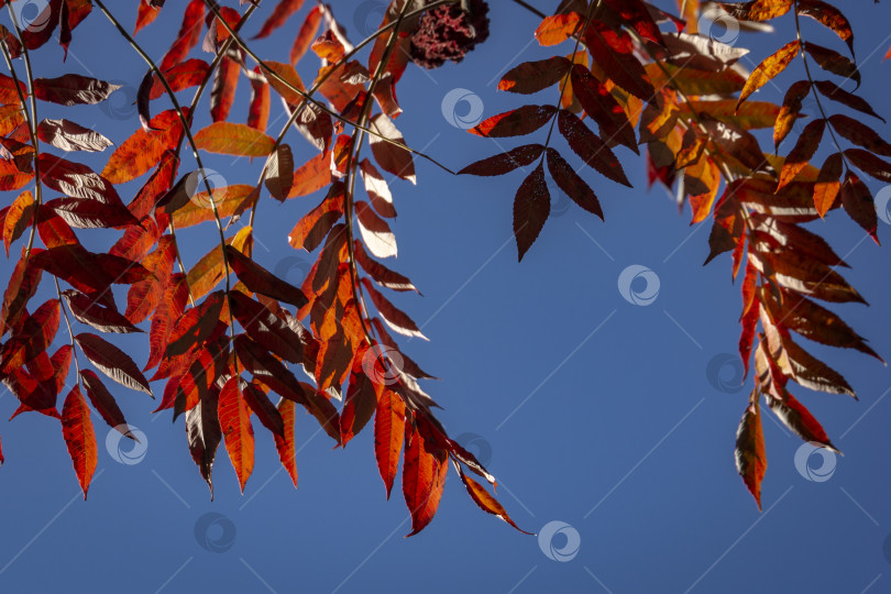 Скачать Осенние красные краски Rhus typhina (сумаха рогатого, Anacardiaceae), листья сумаха на фоне голубого неба. фотосток Ozero