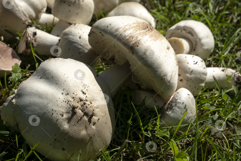 Скачать Очень красивые ядовитые грибы Agaricus Xanthodermus лежат на зеленой траве фотосток Ozero