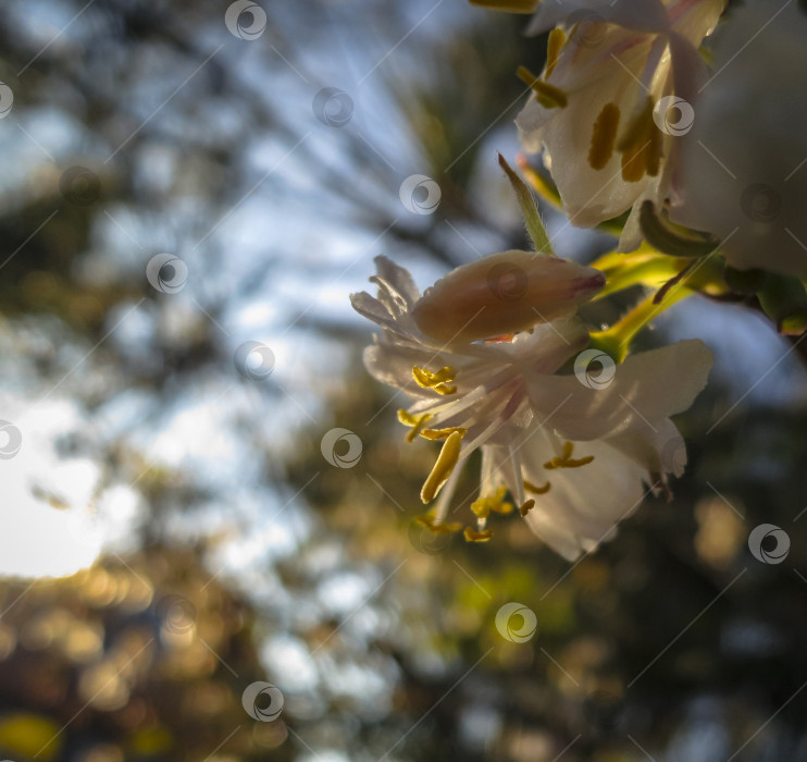 Скачать Крупный план цветущей зимней жимолости Lonicera fragrantissima (standishii), китайской жимолости. Цветок прямо на фоне солнца на фоне красивого естественного боке. фотосток Ozero