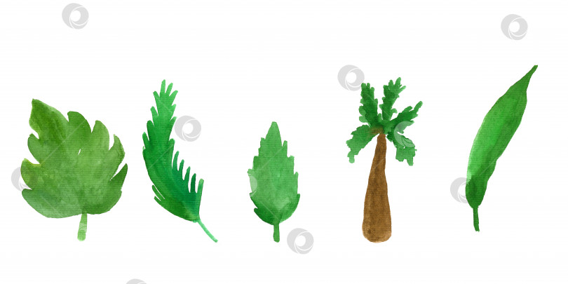 Скачать Акварельный набор из зеленых тропических листьев и пальмы. фотосток Ozero
