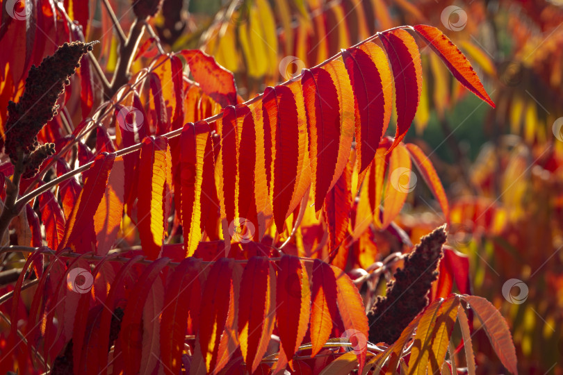 Скачать Осенние краски Rhus typhina (сумаха рогатого, Anacardiaceae). Красные, оранжевые, желтые и зеленые листья сумаха. фотосток Ozero