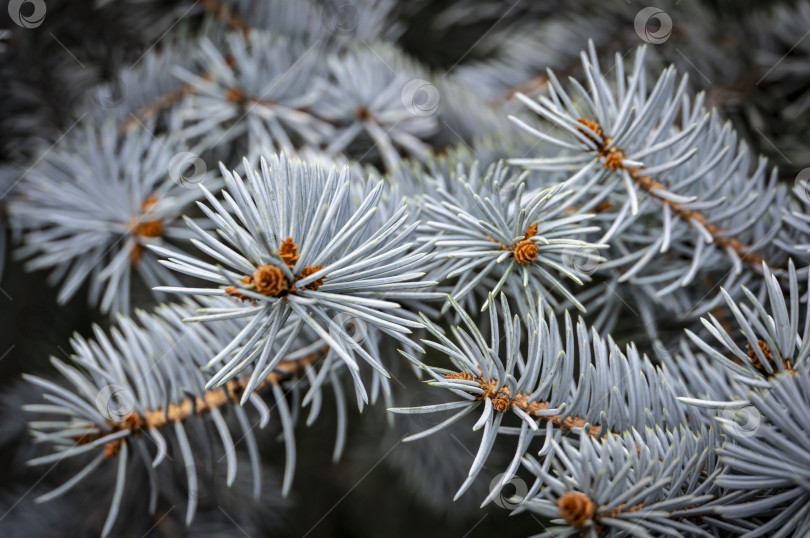 Скачать Серебристые иголки Picea pungens Hoopsii в качестве фона. Крупный план в естественном солнечном свете. Концепция дизайна - природа фотосток Ozero