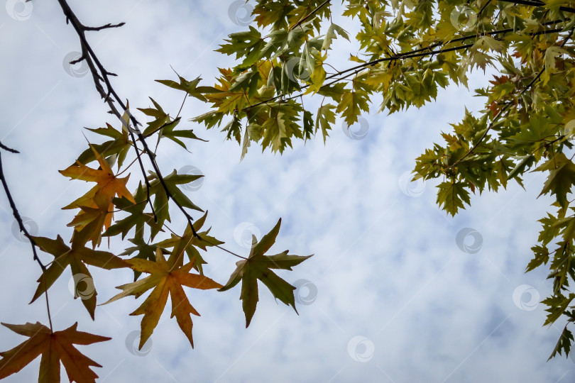 Скачать Изящные зеленые листья Acer saccharinum справа и темно-красные листья Liquidambar styraciflua слева на фоне голубого неба. фотосток Ozero