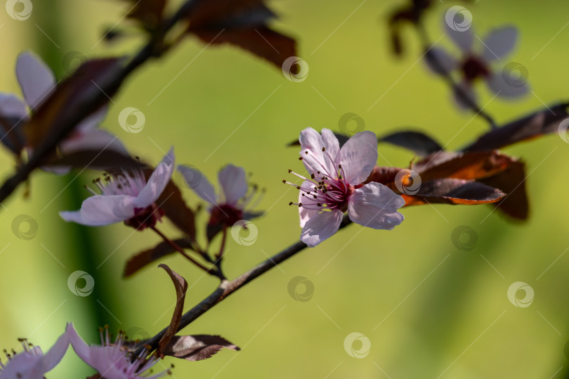 Скачать Цветущее розовыми цветами дерево Prunus Cerasifera Pissardii. Весенняя веточка фотосток Ozero