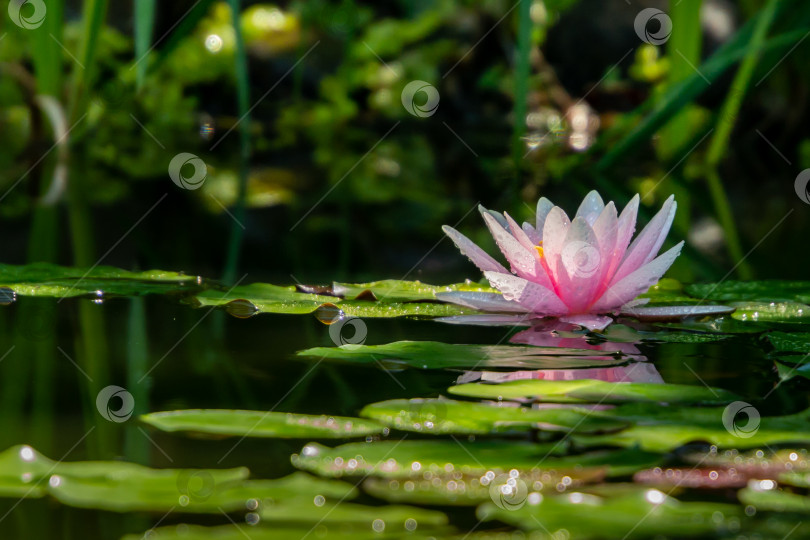 Скачать Раннее утро розовой водяной лилии или цветка лотоса Marliacea Rosea. Нимфея возвышается над своими темно-зелеными листьями. фотосток Ozero