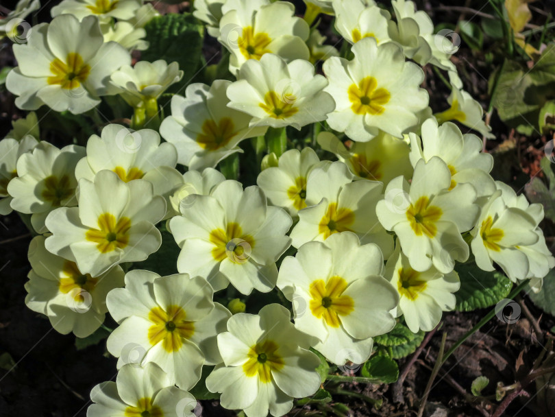 Скачать Нежная весенняя кремовая примула обыкновенная (Primula acaulis или primula vulgaris) на фоне земли. Весенняя концепция пробуждающейся природы. фотосток Ozero