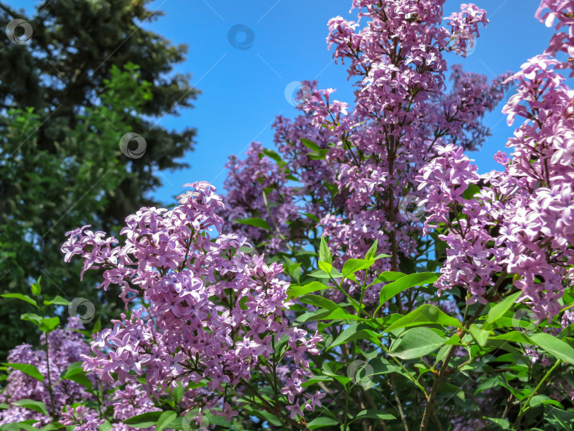 Скачать Весеннее цветение розово-фиолетовых кустов сирени Syringa microphylla на фоне голубого неба. Солнечная фотография с темно-зеленой размытой елкой на заднем плане. фотосток Ozero