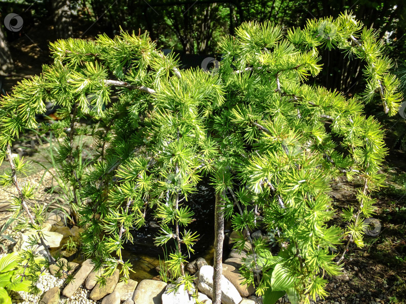 Скачать Ярко-зеленые пушистые ветви лиственницы Larix decidua Pendula в лучах солнца. Атмосфера свежести летнего дня. Естественная красота элегантной лиственницы для любого дизайна. фотосток Ozero