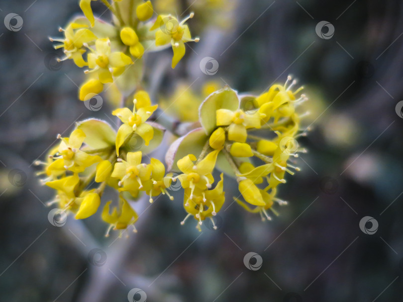 Скачать Мягкий избирательный макрофокус цветения кизила (Cornus mas, европейского кизила, кизилового дерева) ранней весной. Желтые цветы на сером размытом фоне фотосток Ozero