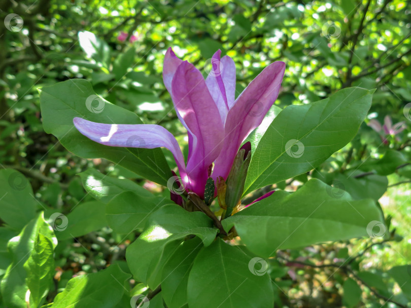 Скачать Крупный розовый цветок магнолии Сьюзен (Magnolia liliiflora x Magnolia stellata) в ясный солнечный день. Выборочный фокус. фотосток Ozero