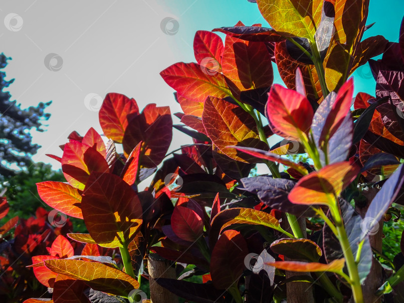 Скачать Фиолетовые листья Cotinus coggygria Royal Purple (Rhus cotinus, европейского дымчатого дерева) становятся ярко-красными, когда сквозь них просвечивают солнечные лучи. фотосток Ozero