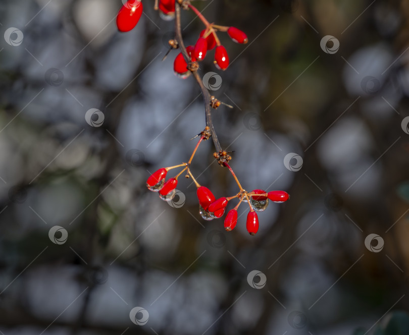 Скачать Крошечные красные ягодки Berberis thunbergii Atropurpurea на фоне боке. фотосток Ozero