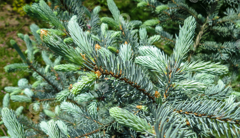 Скачать Молодая голубая хвоя и синяя Picea pungens Hoopsii. Крупный план при естественном солнечном свете с красивым эффектом боке. Выборочный фокус. Концепция дизайна - природа фотосток Ozero