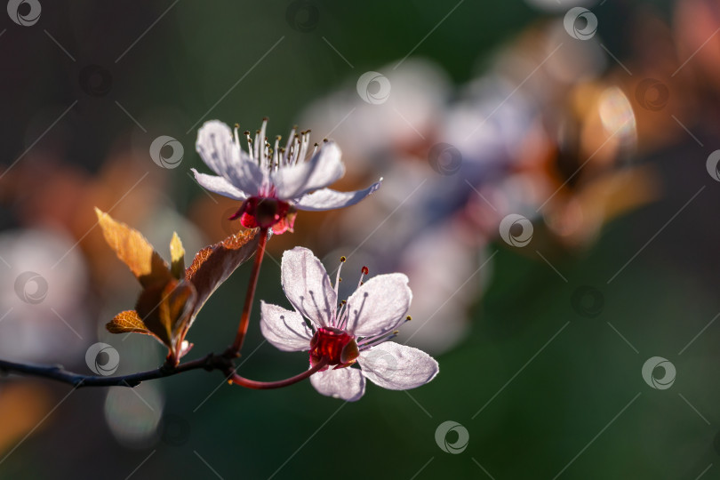 Скачать Цветущее розовыми цветами дерево Prunus Cerasifera Pissardii. Весенняя веточка фотосток Ozero