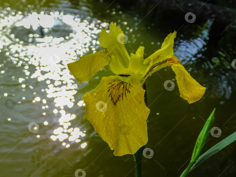 Скачать Макросъемка желтого цветка Iris pseudacorus (желтый флаг, желтый ирис) возле красивого пруда с фонтаном на размытом зеленом фоне. фотосток Ozero