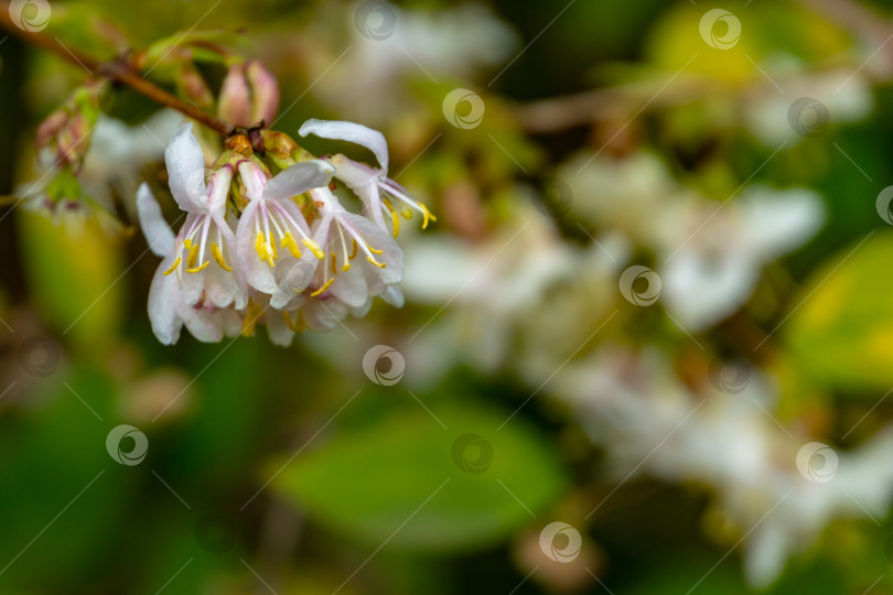 Скачать Лирический макрос цветущей зимней жимолости Lonicera fragrantissima (standishii), или январского жасмина, китайской жимолости. Цветок на красивом естественном фоне в стиле боке. Выборочный фокус. фотосток Ozero