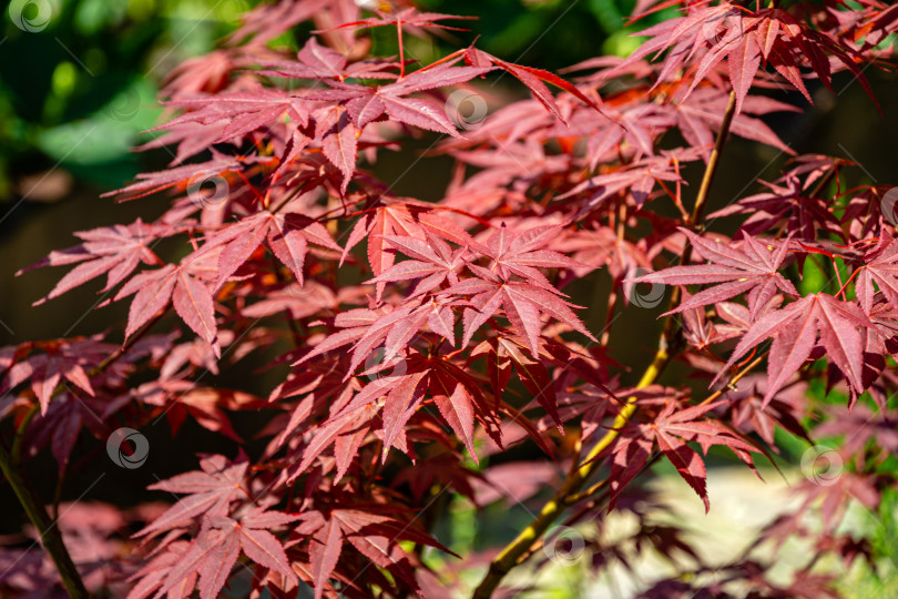 Скачать Крупный план изящных красных листьев японского клена, дерева Acer palmatum Atropurpureum с фиолетовыми листьями в прекрасном весеннем саду фотосток Ozero