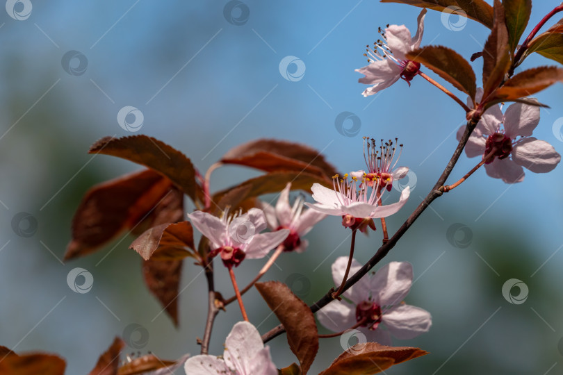Скачать Цветущее розовыми цветами дерево Prunus Cerasifera Pissardii. Весенняя веточка фотосток Ozero