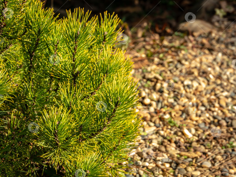 Скачать Золотистый сорт карликовой горной сосны Pinus mugo Ophir с красивыми зелеными с золотистыми кончиками иголками фотосток Ozero