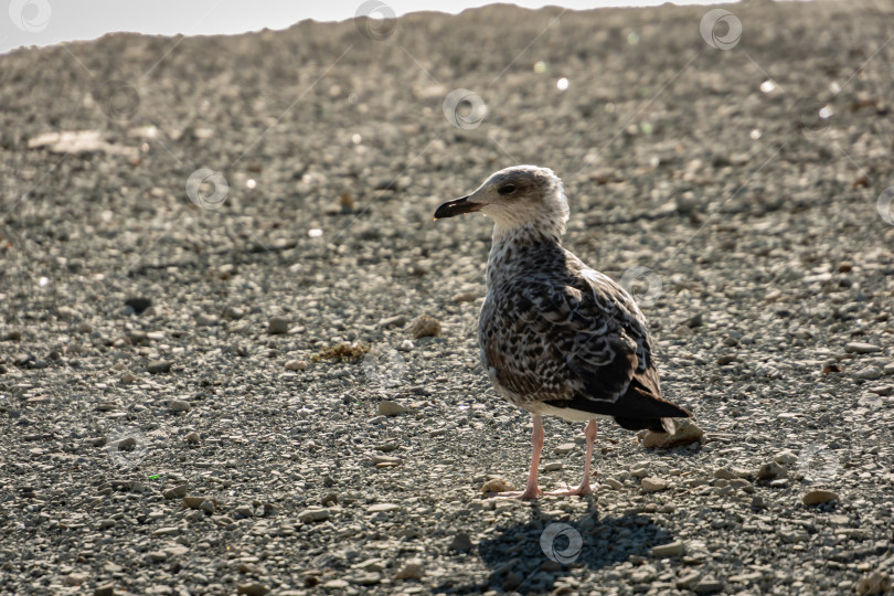 Скачать Молодая чайка Larus marinus стоит на пляже из серой морской гальки. Солнечный осенний день. фотосток Ozero